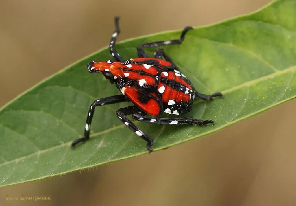 Spotted+Lantern+Fly-1920w