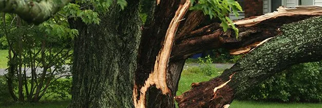 tree damg-627x210-1920w (1)